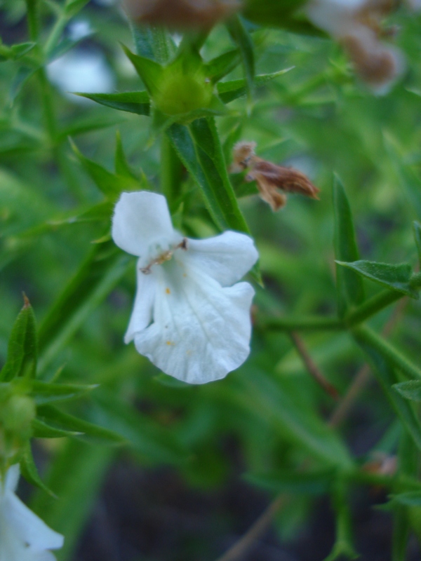 Stachys glutinosa / Betonica fetida